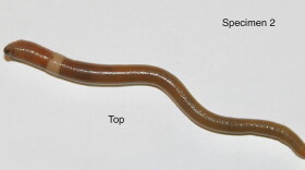 Purdue researchers are trying to stop the spread of Asian Jumping Worms - an invasive earthworm that strips nutrients from the soil. (Photo courtesy of Purdue University)