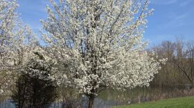 A Callery pear tree