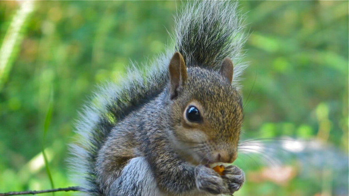 Before you try to rescue an animal, find out if it really needs help - Vimarsana News
