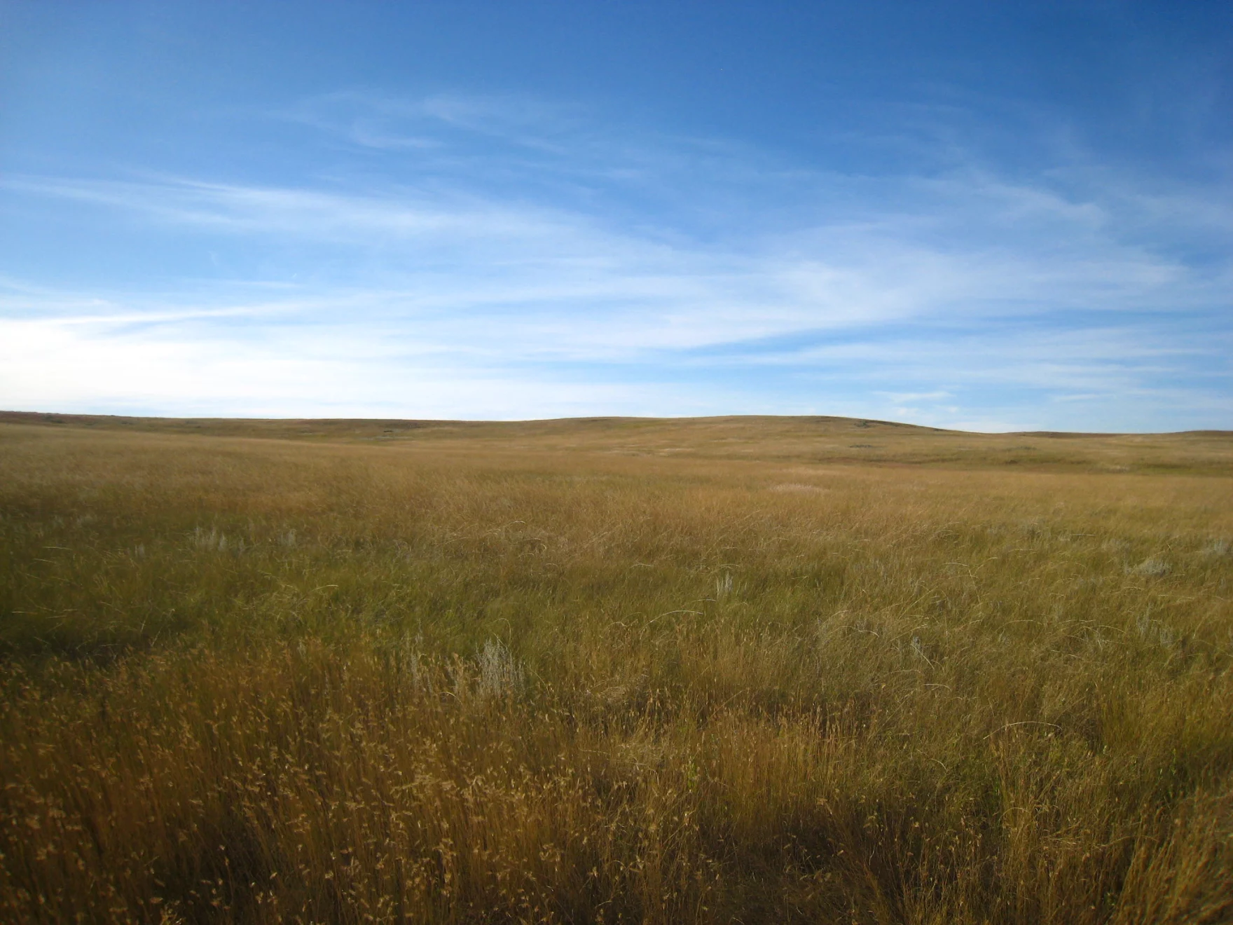 Why fire is essential to North Dakota’s native prairie