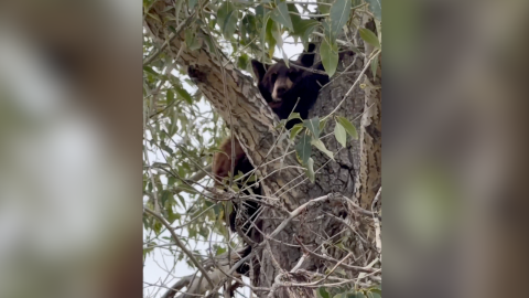 A small bear sits in a tree