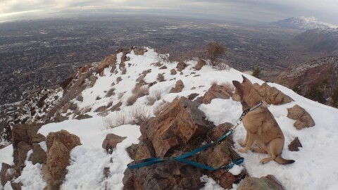 A dog sits at the top of Mt. Olympus overlooking the Salt Lake Valley.