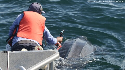 A man laying on a platform behind a boat attaches a camera to a leatherback turtle