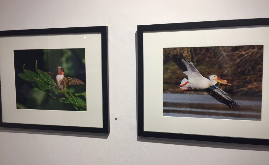 bird photos