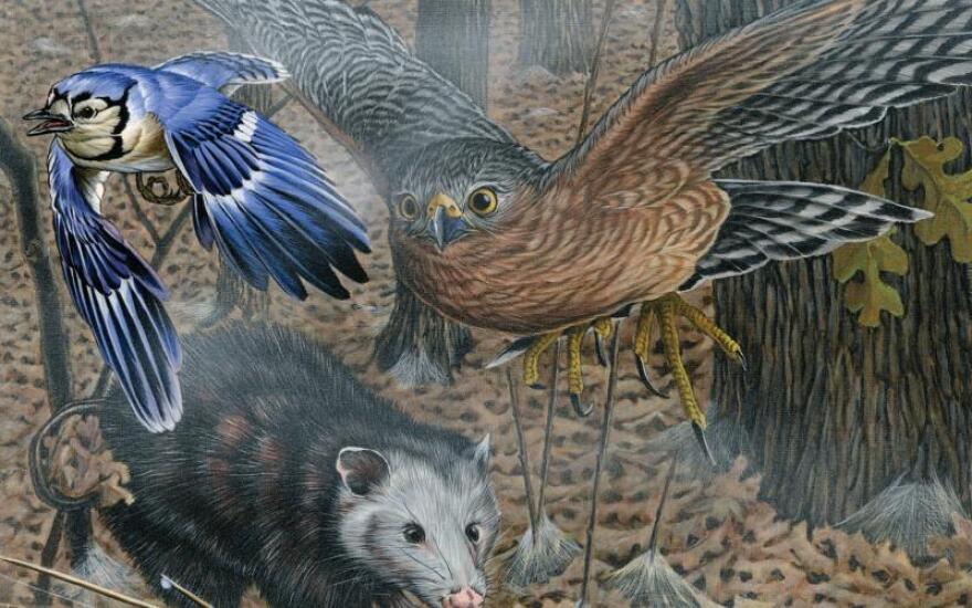 A drawing of a blue jay, and broad-shouldered hawk fly over an opossum in a Missouri woodland with fallen leaves on the ground.  