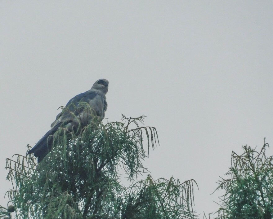 Sarah Evans submitted - Mississippi Kite 