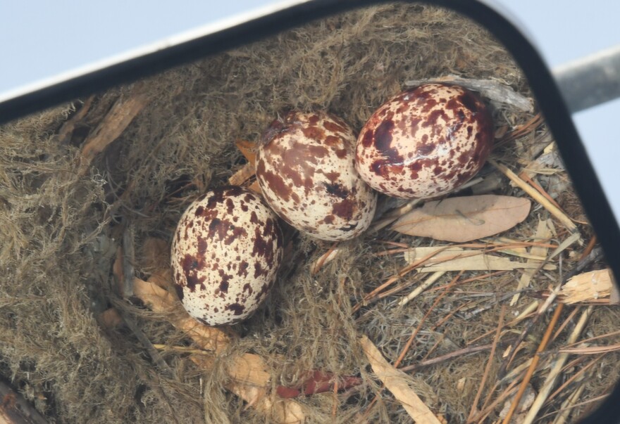 Eggs seen in a nest on the Lynnhaven River on April 7, 2026.