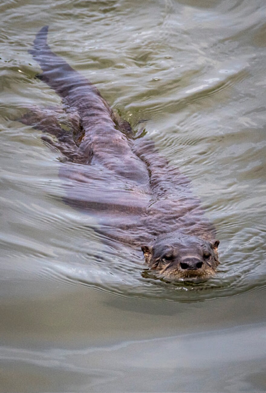 A river otter swims in the Arcata Marsh and Wildlife Sanctuary. It is among a population of more than 80 known otters that live in the region.