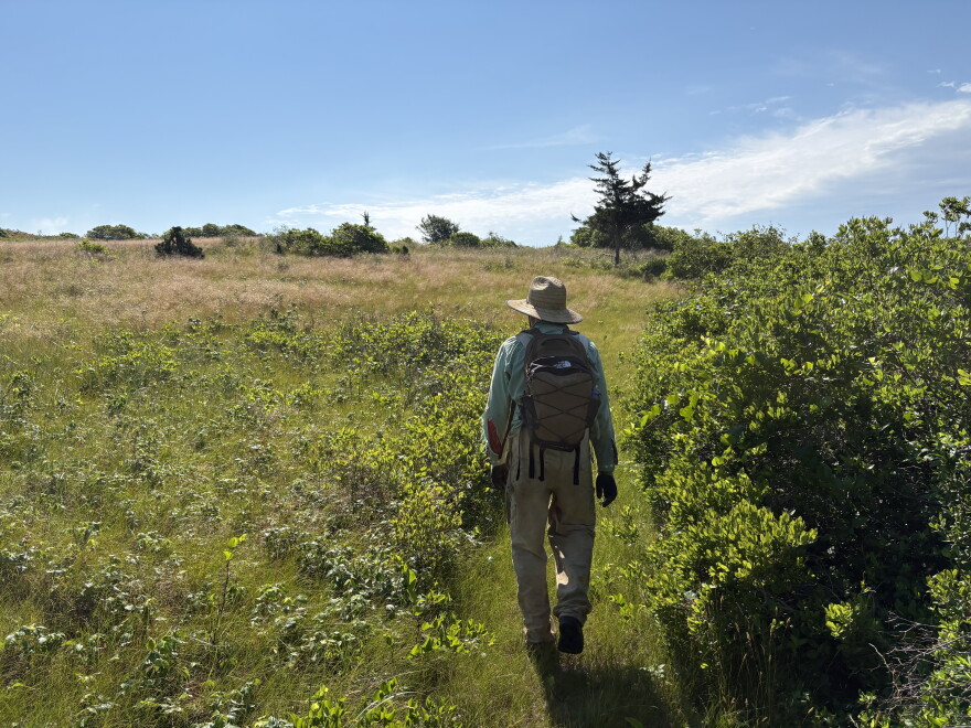 Alpha-gal syndrome has become increasingly common on Martha's Vineyard and Nantucket in recent years.