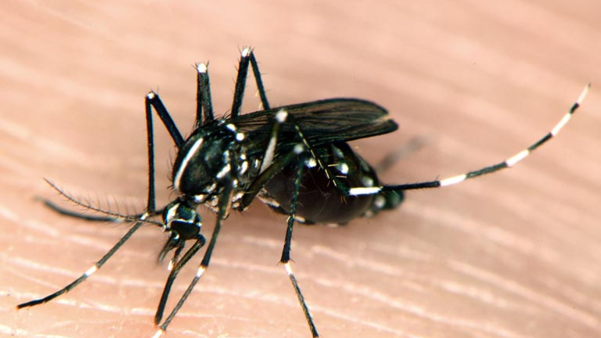 Santa Barbara County on the lookout for disease-carrying Asian tiger and yellow fever mosquitoes - Vimarsana News