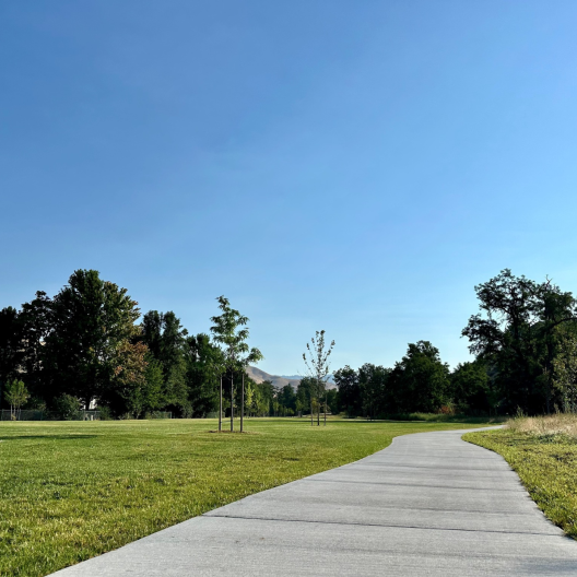 A concrete sidewalk winding through a park, with green grass and new trees located on both sides of the path.