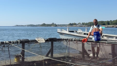 Erich Berghahn, part of the UNH AquaFort team, feeds the steelhead trout at the AquaFort project off the coast of New Castle, NH.