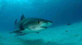 A new University of Miami study found that tiger sharks are moving north, outside protected waters, as climate change warms the ocean. (Neil Hammerschlag/University Of Miami Rosenstiel School Of Marine And Atmospheric Science)