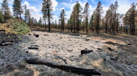 Charred logs and pale, heavily burned soil in a forested area affected by the Ferris Fire, with standing trees in the background.