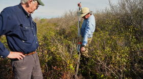 Neal Flanagan, right, a research scientist at Duke University, uses a tool to take a soil sample from a peatland as Curt Richardson, an ecology professor at Duke, observes Wednesday, May 6, 2026, in Belhaven, N.C.