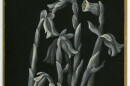 A painting of a grey-toned ghost flower done by Mabel Loomis Todd with a gold border.