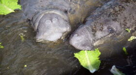 two manatees eating lettuce in the water