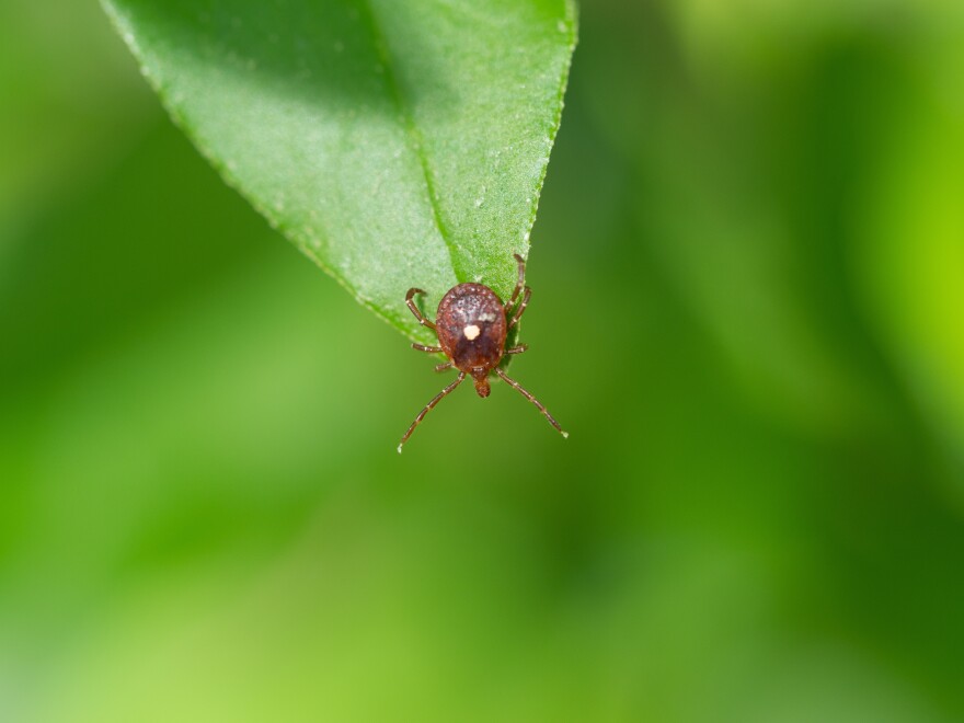 A brown bug on a green on leaf.