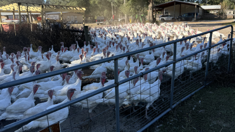 The herding process of pasture-raised turkeys at Pastured Life Farm in O’Brien, Florida.