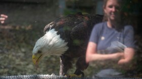 Amanda Nicholson, senior vice president of the Wildlife Center of Virginia, is reflected in the glass as she watches Buddy, an ambassador eagle who lives at the center, enjoy a meal of fish.