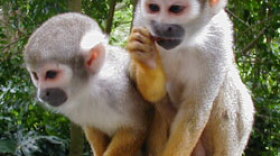 Not Kotelman's Monkey