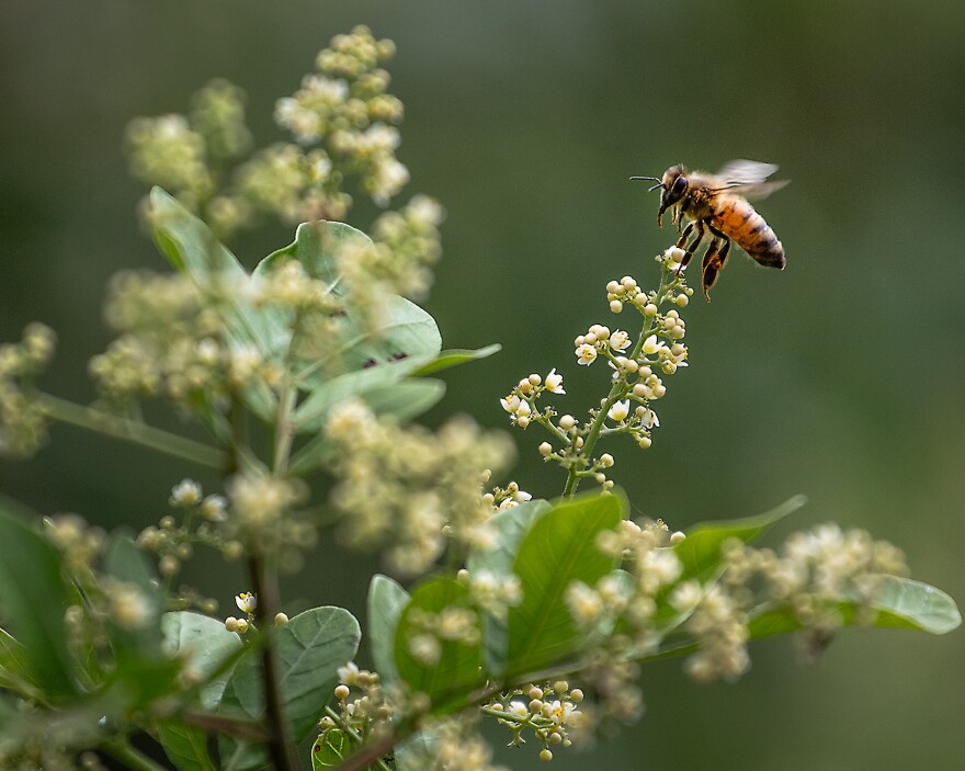 A honey bee works a Brazilian Pepper tree 