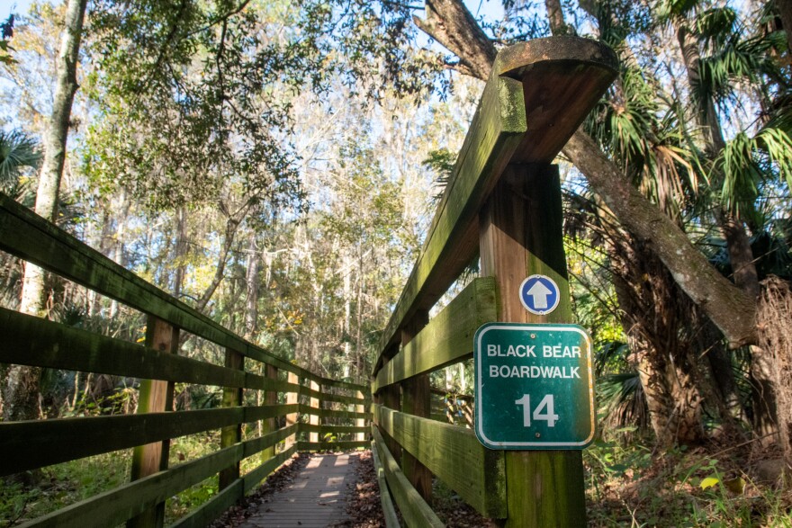 Trees hang over a boardwalk in the Black Bear Wilderness Area on Dec. 23, 2025. The 7-mile hiking trail, located in Seminole County, is a popular spot to sight the elusive Florida black bear.