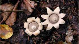 earthstar