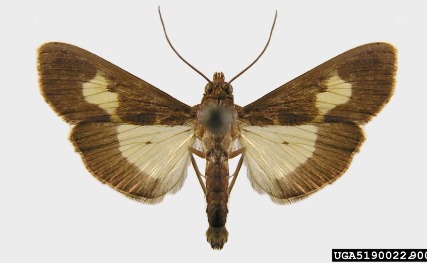Pickleworm Moth, Diaphania nitidalis.