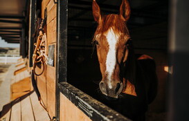 New World screwworm detected in a horse in Grant County and more