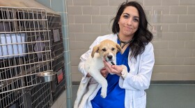 The Veterinary Mental Health Initiative, which offers free support groups and one-on-one help to vets across the country, has helped Razyeeh Mazaheri work through the anxiety she was feeling.