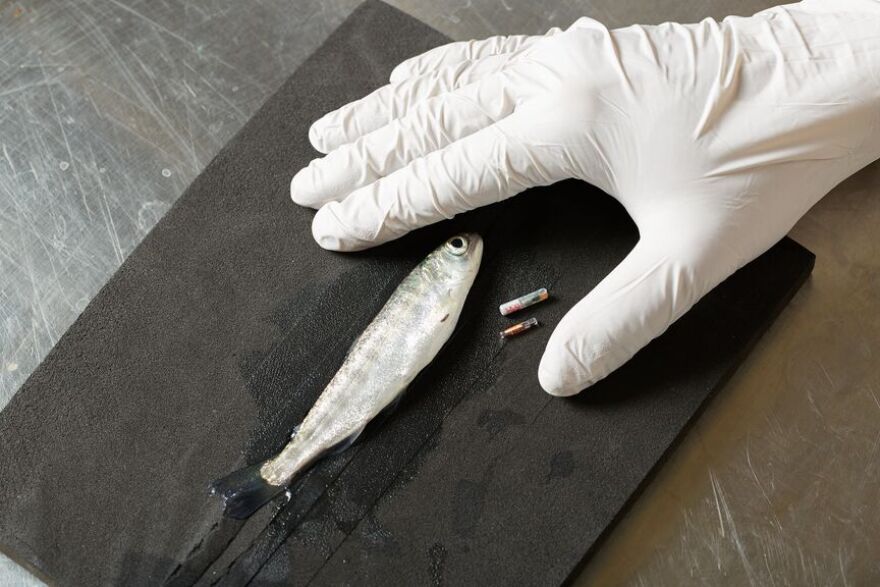 Researchers at PNNL tag young chinook salmon with tags slightly larger than a grain of rice