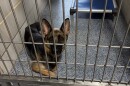 Adult dog sits in a kennel at Charlotte-Mecklenburg Animal Care and Control shelter. 