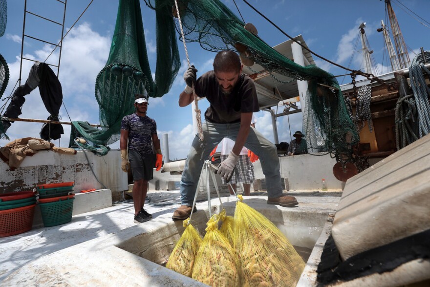 Jessie Romero pulls shrimp from the freezer of a boat docked at the Erickson and Jenson Seafood packaging facility in Aransas Pass, Texas.