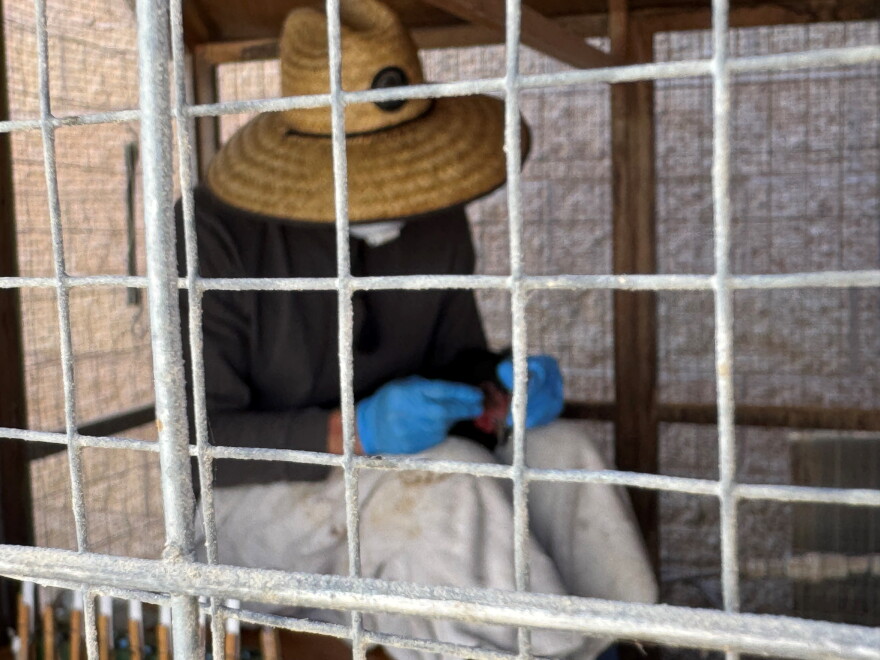 Ventura County's sentinel chicken flock help track West Nile Virus
