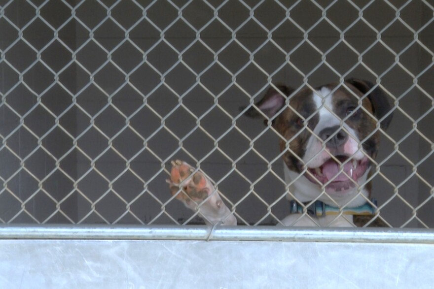 The Bloomington Animal Shelter has space both inside and outside to keep the dogs that come into the shelter.
