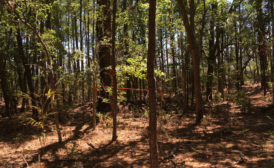 Young, thin trees such as these have grown back since Hurricane Hugo destroyed much of this forest in 1989. Baruch Institute researchers continue to track their growth.