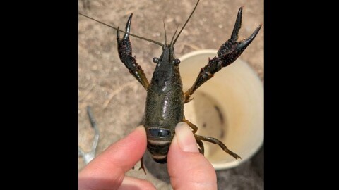 A red swamp crayfish being held between a person's thumb and forefinger. Raised red bumps on its claws identify the species. A bucket sits below the captured crayfish.