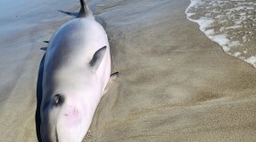 Gervais' Beaked Whale that washed up on October 30, 2023. All work performed with marine mammals by members of the NC Marine Mammal Stranding Network requires a federal permit from NOAA/NMFS.