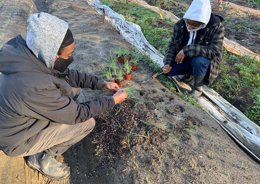 Angelique Taylor and David “Kip” Ritchey plant onions at their farm in Quincy on a cold Tuesday morning. 