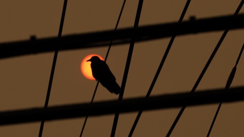 A crow sits on wires in Perinton. The New York State Department of Environmental Conservation on Wednesday classified the Rochester region's air quality as "unhealthy." due to the smoke from raging wildfires in Canada, (photo by Max Schulte)