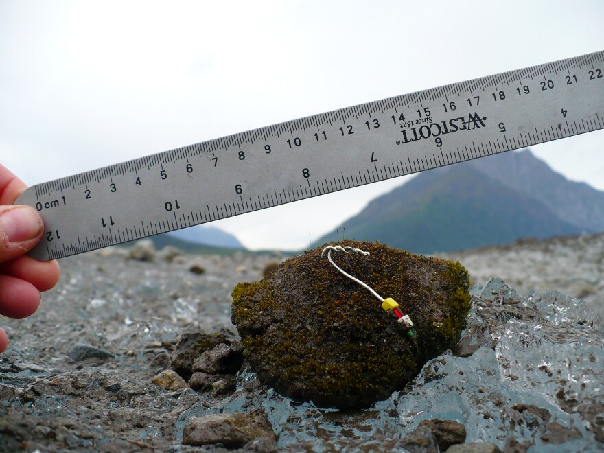 The research team tagged each moss ball with an identifying color sequence of beads to track them over months and years.