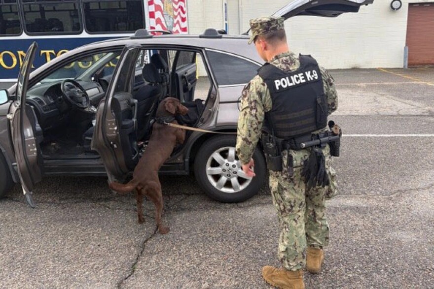 A dog helps screen a vehicle at the gate of Naval Station Norfolk in mid-March. The dogs are trained to detect explosives, narcotics, and other prohibited items.