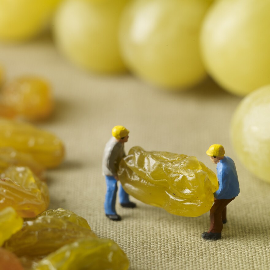 How raisins become grapes.