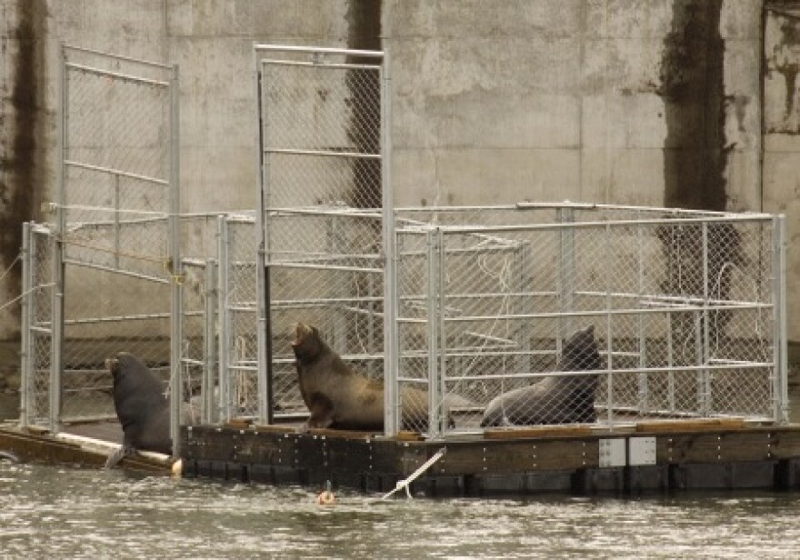 Several seal lions sit in two traps on the Columbia River near Bonneville Dam shortly before the doors are closed, trapping them for removal.