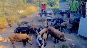 Tim Anderson at his pig farm in The Delta. (Jon Kalish)