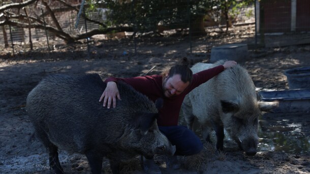 Joshua Carpenter, co-director of Cotton Branch, a pig sanctuary in Leesville, S.C., seen greeting rescued residents. Photo by Sydney Lewis/Carolina Reporter