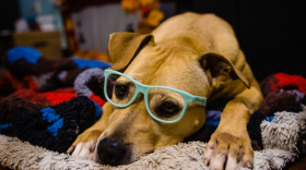 Photo: Orange County Animal Services 