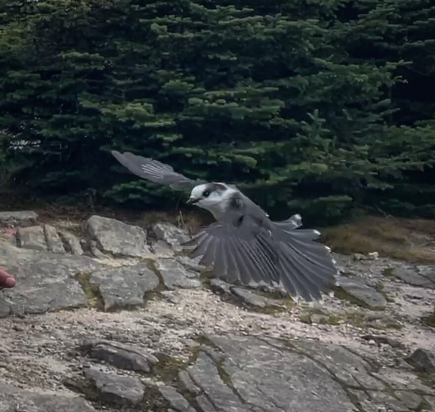 The Canada jay, also known as the gray jay.