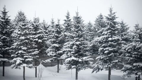 This is an image of two rows of fir tree saplings along a wooden fence, covered in snow and in drifts of snow. 